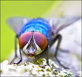 Fly