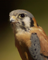 Kestrel