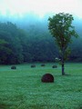 Field and Fog