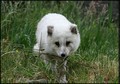 Arctic Fox