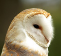 Owl - Close Up