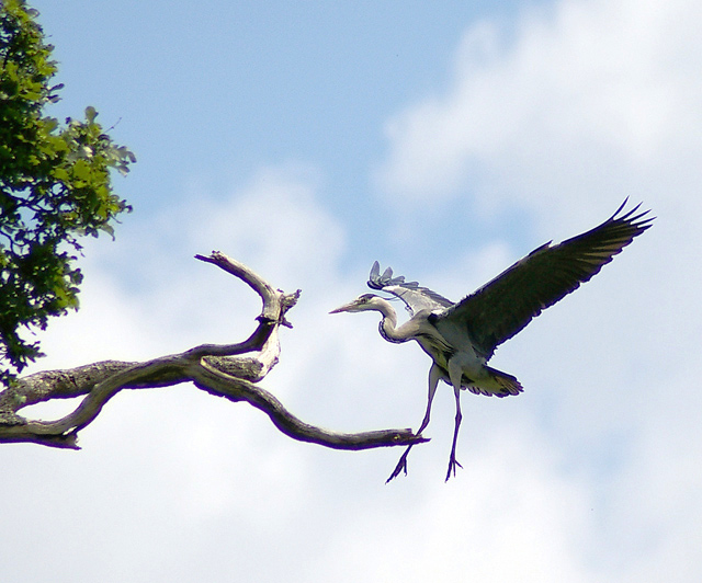 On A Wing And A Prayer