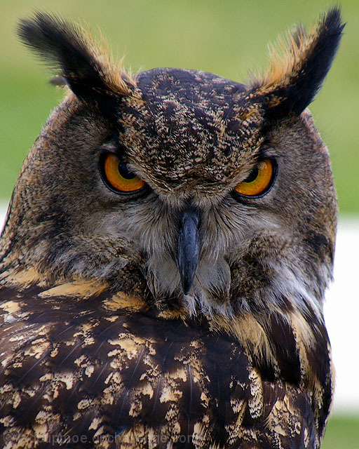 "Wise Owl"