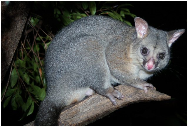 Australian Brushtail Possum