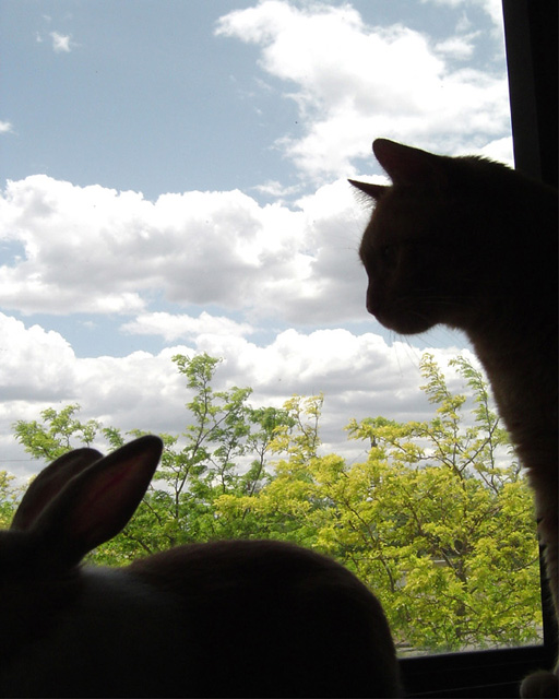 Cat and rabbit encounter captured