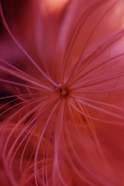 Fairy dancing