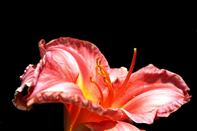 Insides of a Lily