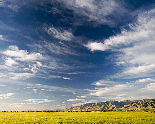 Fields of Gold