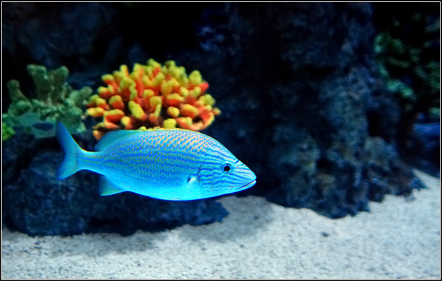 Cyan Reef Fish