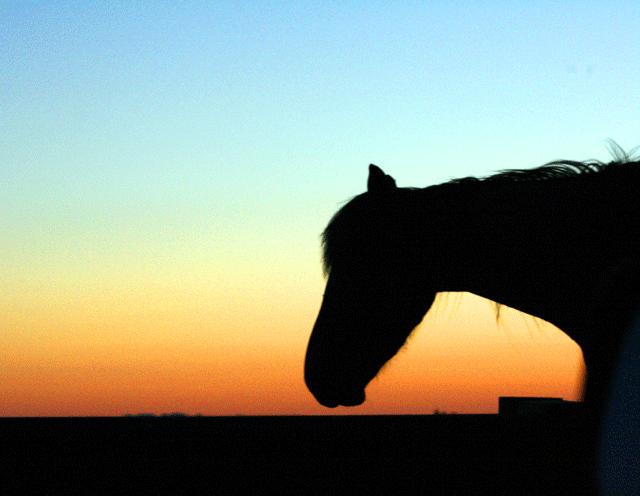 Wild Horse At Sunset