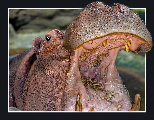 Hungry Hungry Hippo