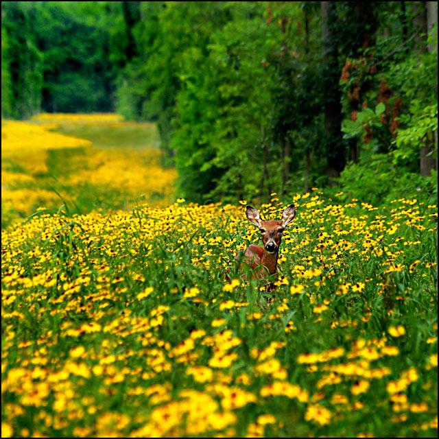 Fields of Yellow and Green