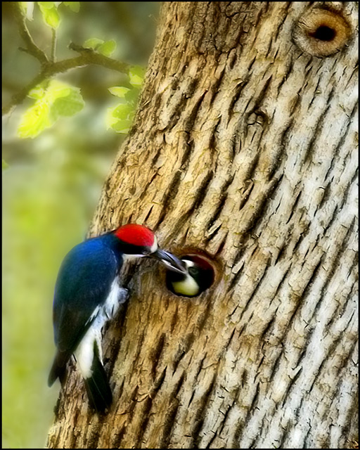 Feeding Time