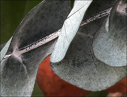 Eucalyptus