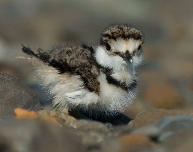 Wild Baby Kildeer