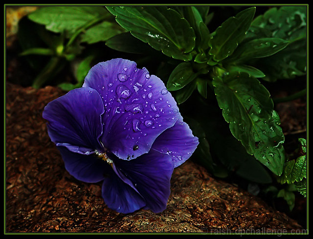 Self-Seeded Pansy in the Rain