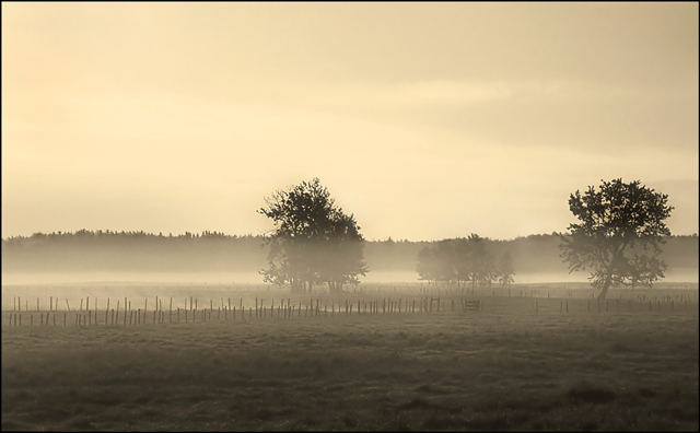 Morning Fog