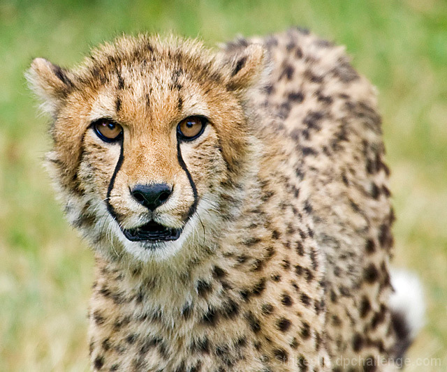 Cheetah