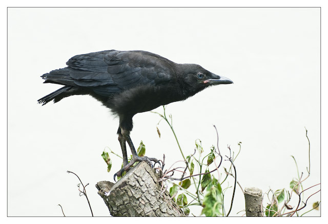 Callow Crow