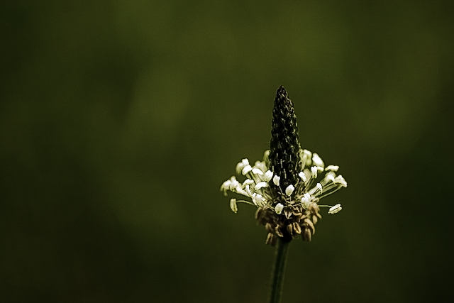 White Prairie Clover