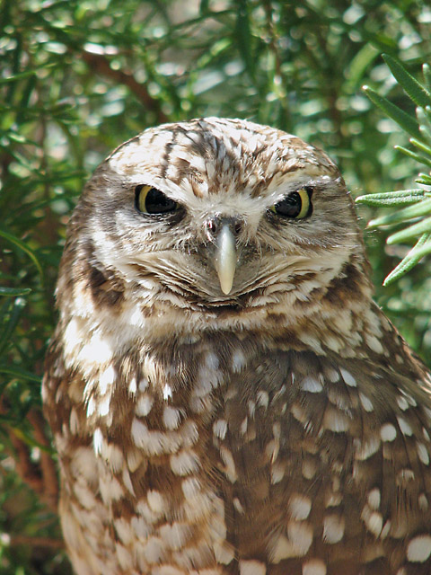 Burrowing Owl