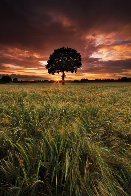 Barley Sunset