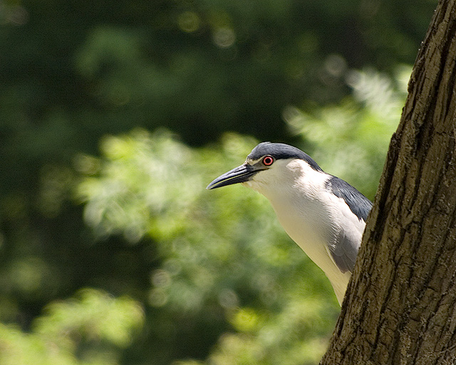 Louisiana Black-crowned Night Heron