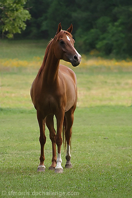 Out Standing in his field