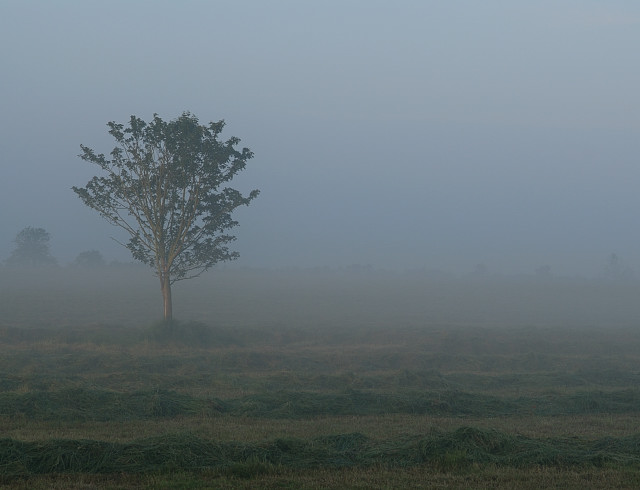 morning mist