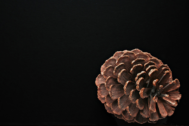 Texas Pinecone