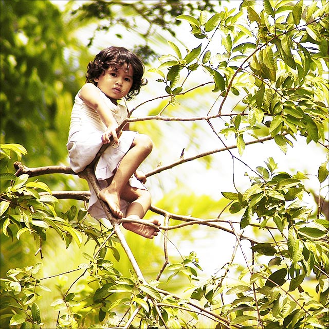 Playing on Top of a Tree