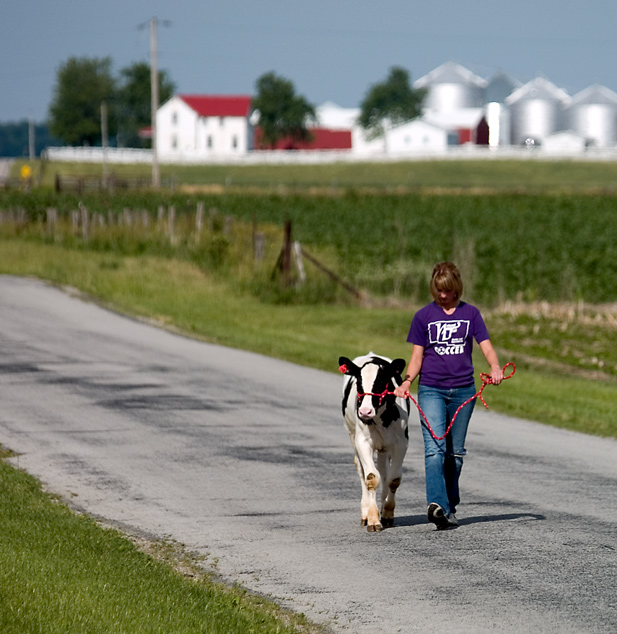 When the cows don't come home, you go get them 