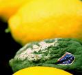 There once was a lemon named Sunny...