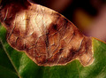 Nature's Outcome