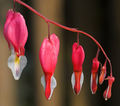 Bleeding Hearts