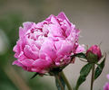 Pink Peony