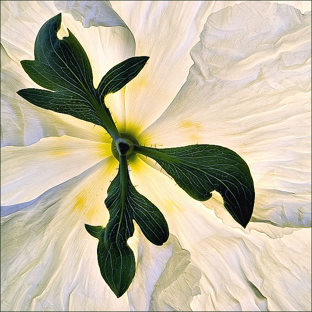 Transition from Stem to Flower