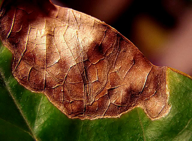 Nature's Outcome