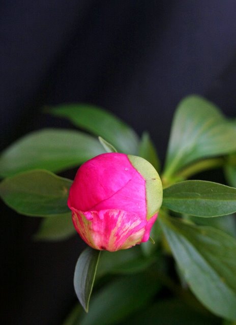 Transition of a Peony
