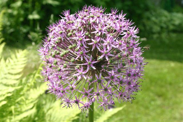 Allium fully open and small bee coming in for a landing