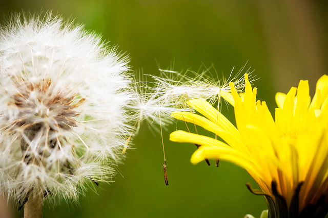 Dandelion's kiss