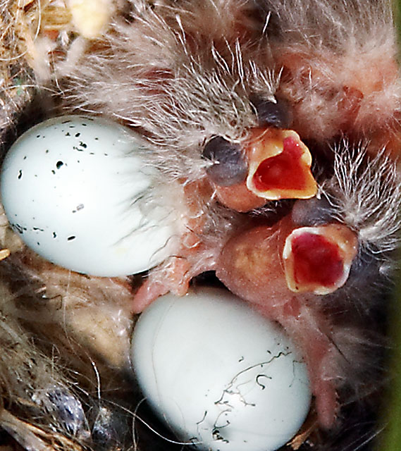 House Finch Hatchlings