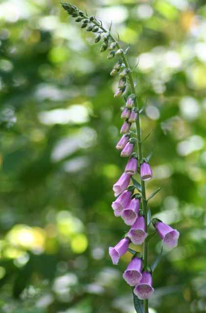 Fox Glove