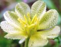 Pure Dew