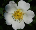 Flower power