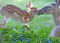 Pure Love