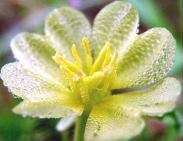 Pure Dew