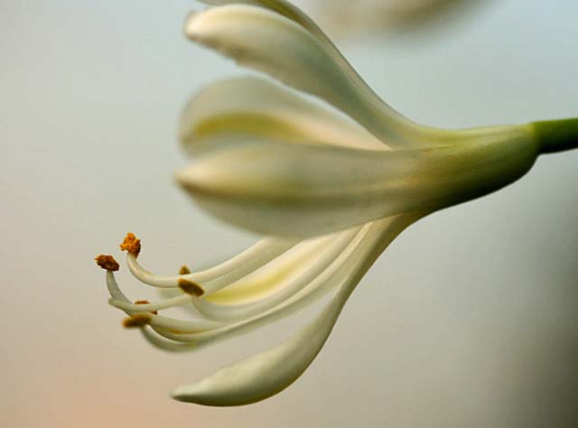 Beauty of white