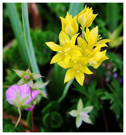 Touch of Pure Yellow