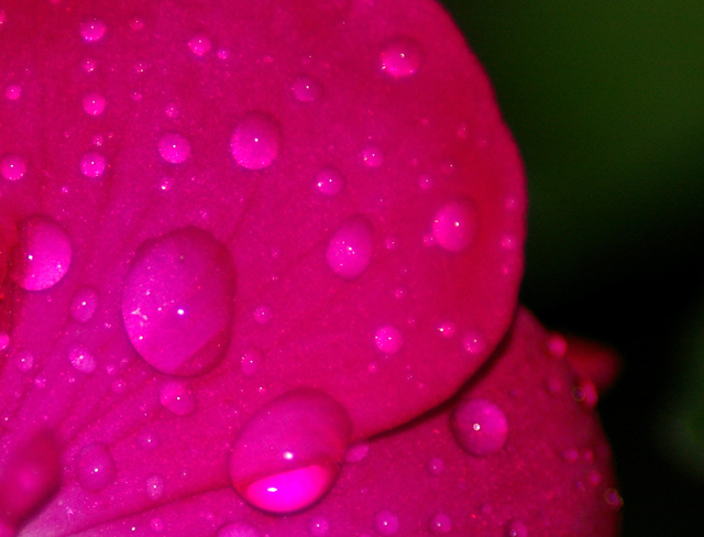 Beauty...Raindrops on Roses